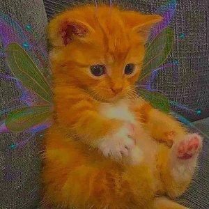 Meet your Posher, Lena